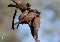 Black-faced Waxbill