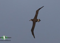 Black-footed Albatross