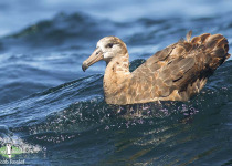 Black-footed Albatross