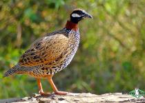 Black Francolin