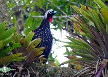 Black-fronted Piping Guan