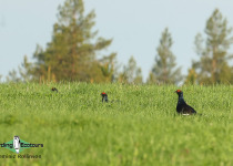 Black Grouse