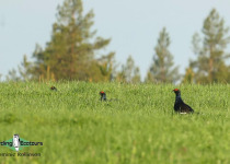 Black Grouse