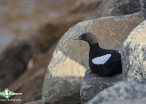Black Guillemot