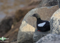 Black Guillemot