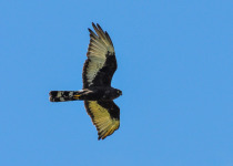 Black Harrier