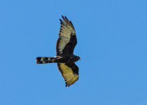 Black Harrier