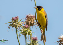 Black-headed Bunting