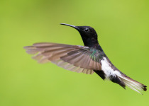 Black Jacobin