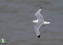 Black-legged Kittiwake