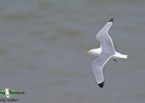 Black-legged Kittiwake