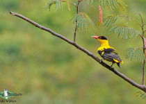 Black-naped Oriole