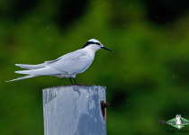 Black-naped Tern