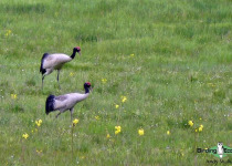 Black-necked Crane