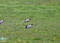Black-necked Crane