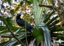 Black Sicklebill