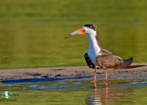 Black Skimmer
