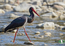 Black Stork