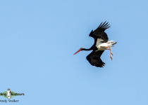 Black Stork