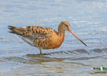 Black-tailed Godwit