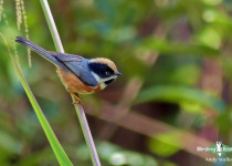 Black-throated Bushtit