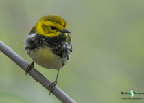 Black-throated Green Warbler
