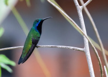 Black-throated Mango