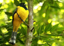 Black-throated Trogon
