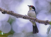 Black-throated Wattle-eye