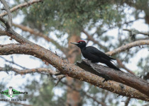 Black Woodpecker