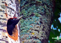 Black Woodpecker