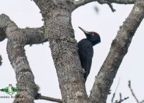 Black Woodpecker