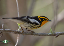 Blackburnian Warbler