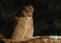 Blakiston's fish owl