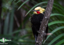 Blond-crested Woodpecker
