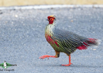Blood Pheasant