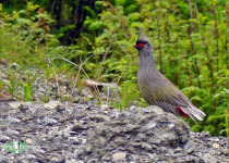 Blood Pheasant