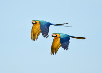 Blue-and-yellow Macaw