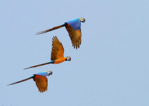 Blue-and-yellow Macaw