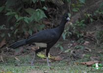 Blue-billed Curassow