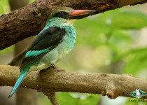 Blue-breasted Kingfisher