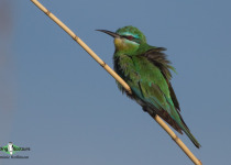 Blue-cheeked Bee-eater