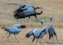 Blue Crane
