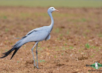Blue Crane