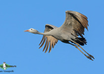 Blue Crane
