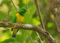Blue-crowned Chlorophonia