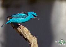 Blue Dacnis