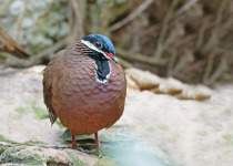 Blue-headed Quail-Dove