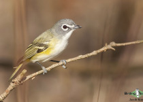 Blue-headed Vireo