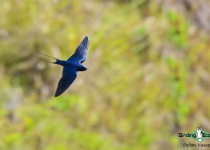 Blue Swallow
